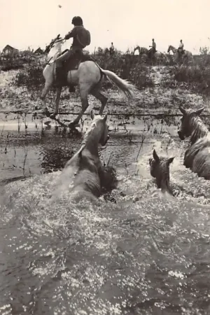 Tylko dziś Frankrijk La Camarque St. Maries de la Mer Passage d'un gué Paarden France Europa HC44400