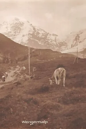 Oferta limitowana Zwitserland Wengeralp met koeien in de Alpenwei Suisse Switzerland Schweiz Europa HC42527