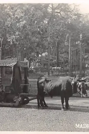 Madeira Fotokaart Carro de Bois Ossenkar Portugal Europa HC40832 Wysoka jakość