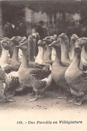 Promocja Frankrijk Une Famille en Villegiature Ganzen 1919 France Europa HC37708