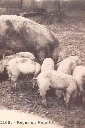 Frankrijk L'Auvergne Repos en Famille Varken met biggen France Europa 1927 HC37707 Zwrot pieniędzy