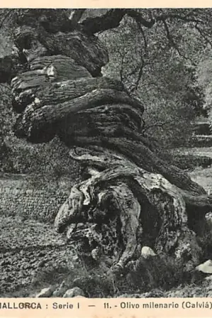 Rabat Spanje Mallorca Olivo milenario Calvia Espa\\u00f1a Spain Europa HC36101