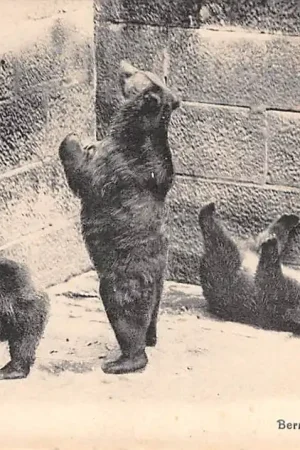 Darmowa dostawa Zwitserland Bern Der Barengraben La Fosse aux Ours Zoo Dierentuin Schweiz Switzerland Suisse Europa HC35728