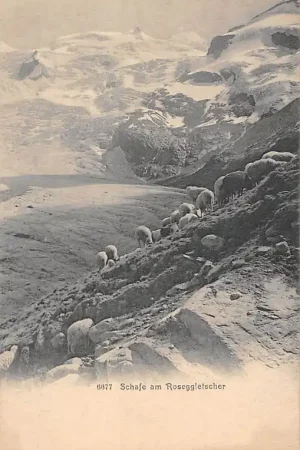 Szybka dostawa Zwitserland Val Roseg Schafe am Roseg Gletscher Schweiz Suisse Switzerland Europa HC35160