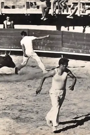 Autentyczny Frankrijk Les Saintes-Maries-de-la-Mer Pose des cocardes Stierenvechten France Europa HC34702