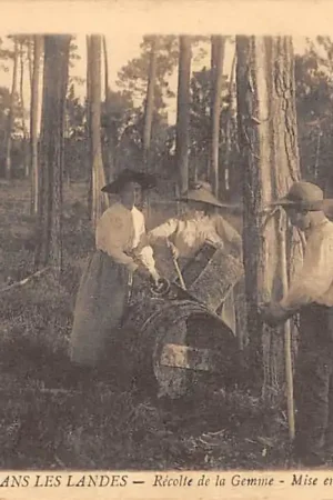 Frankrijk Dans Les Landes Oogst Recolte de la Gemme - Mise en Parrique France Europa HC32378 Ostatnia szansa