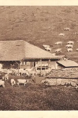 Nowość Zwitserland Suldthal Latreyenalp 1929 Kudde koeien Schweiz Suisse Switzerland Europa HC25714