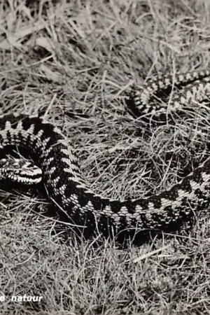 Oferta Nunspeet Adder in de natuur 1961 Veluwe HC61670