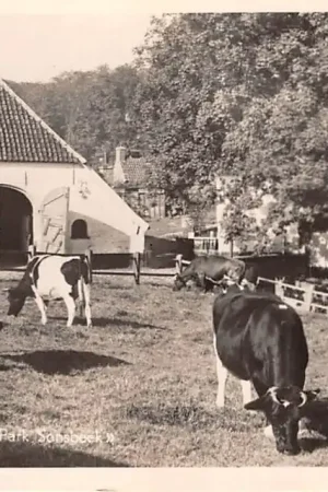 Arnhem Watermolen Park Sonsbeek met koeien in de wei 1951 Molen HC27860 Autentyczny