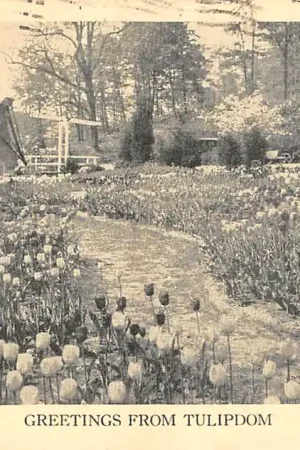 Oferta limitowana USA Zandbergen Bros Inc. Tulip dom Mill River Road, Oyster Bay N.Y. Tulpen Bloembollenvelden Noord-Amerika HC25372