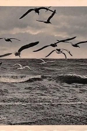 Katwijk aan Zee Zeemeeuwen 1942 HC25356 Oryginalny