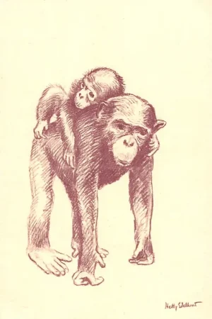 Fantasie Vintage Aap met kind op de rug Illustrator Hetty Edelkoort HC25238 Premium