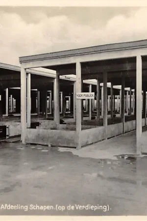 Nowość Leeuwarden Leeuwarder Veemarkt Afdeeling Schapen (op de Verdieping) Markt 1929 Fotokaart HC24434