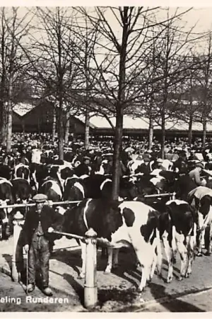 Tani Leeuwarden Leeuwarder Veemarkt Afdeeling Runderen Markt HC24433