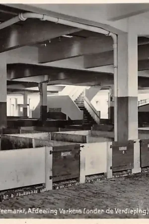 Leeuwarden Leeuwarder Veemarkt Afdeeling Varkens (onder de Verdieping 1929 Fotokaart Markt HC24431 Wyprzedaż