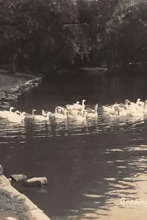 Groningen Noorderplantsoen met zwanen Newo fotokaart 1931 HC23938 Wysoka jakość