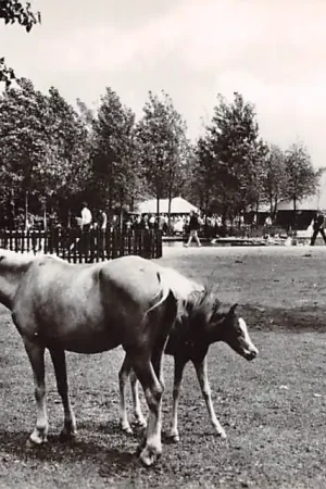 Biddinghuizen Flevohof Kinderboerderij Paard 1971 HC23758 Oryginalny