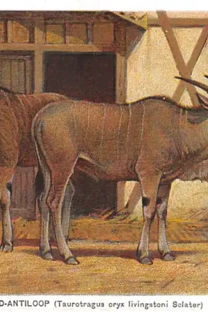 Promocja Amsterdam Artis Livinstone's Eland-antiloop Taurotragus oryx livingstoni Sclater Illustrator H. Koekkoek Zoo Dierentuin HC19535
