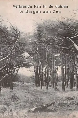 Nowość Bergen (NH) Verbrande Pan in de duinen te Bergen aan Zee HC18290