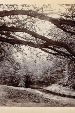 Zwrot pieniędzy Wolfheze Bospad met spreng Originele fotokaart HC17416