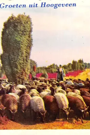 Najlepsza cena Hoogeveen Groeten uit 1963 Schaapherder met kudde schapen op de heide HC16795