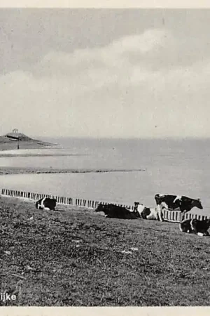 Scharendijke Zee gezicht met koeien in de wei 1940 HC15938 Popularny