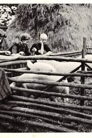 Putten Op de Veluwe Varkenshok bij de boerderij 1955 HC15891 Zwrot pieniędzy