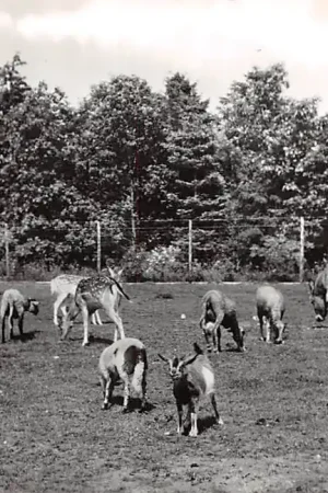 Beilen Dieren parkje 1968 HC15455 Oferta limitowana