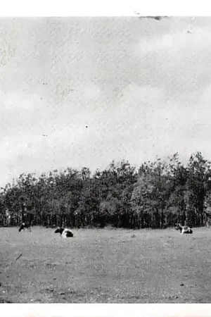 Autentyczny Stroe Groeten uit 1962 Weiland met koeien Barneveld Veluwe HC13668