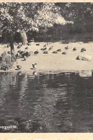 Oryginalny Rhenen Grebbeberg Ouwehands Dierenpark Vijvergezicht 1950 Zoo HC13195