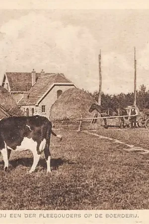 De Glind De Rudolphstichting Bij een der pleegouders op de boerderij Koeien in het weiland Barneveld Veluwe HC11460 Wysoka jakość
