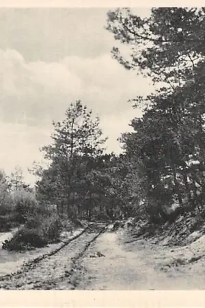 Havelte Boschweg Reclame Hotel Pension Buter Westerveld Drenthe HC11325 Tani