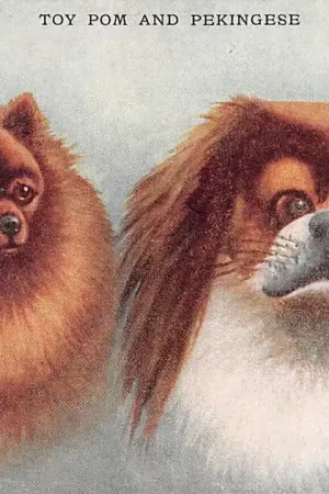 Tylko dziś Fantasie Vintage Toy Pom ans Pekingese Honden Illustrator ALPHA HC11145