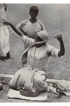 Sri Lanka Ceylon Colombo Slangenbeweerder Fotografische afdeling m.s. Willem Ruys Holland Amerika Lijn 1959 Azië HC11006 Bezpieczna płatność