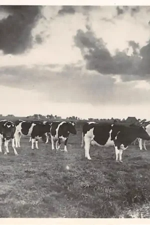 Bezpieczna płatność Friesland Landschap Frysk Lonskep Koeien in de wei Dieren HC8899