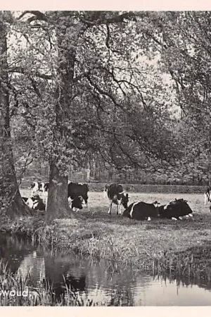 Bezpieczna płatność Hilversum 's-Graveland Weide met koeien bij het Spanderswoud 1943 Dieren HC8759