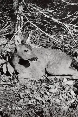 Nunspeet Reekalf in de natuur 1960 Dieren HC6487 Popularny