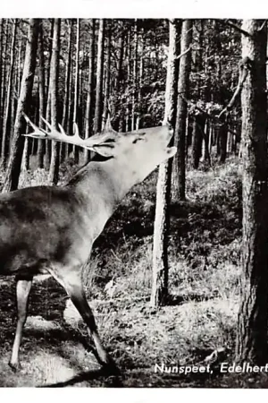 Rabat Nunspeet Edelhert (bok) in de bronstijd Natuur Dieren Veluwe 1959 HC6355