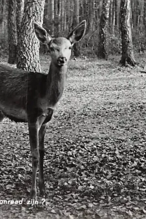 Nunspeet Zou er onraad zijn? Hert Natuur Dieren Veluwe 1960 HC6354 Tylko dziś