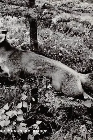 Oryginalny Nunspeet Reintje de Vos in de natuur 1960 HC6313