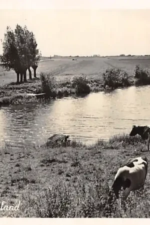 Oferta Friesland Onbekend Mooi Nederland Koeien in de wei HC5713