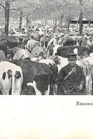 Leeuwarden Nieuwe Veemarkt 1907 Koeien Markt HC5174 Nowość