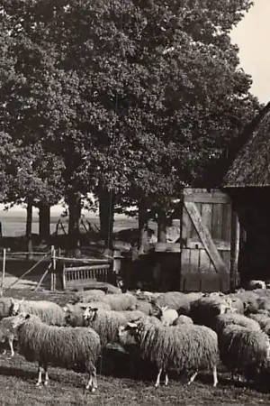 Ostatnia szansa Ede de Ginkel Newo fotokaart Schaapskudde herder en herdershond 1937 HC4450