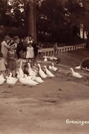 Groningen Noorderplantsoen Ganzen en zwanen Type fotokaart HC3916 Wyprzedaż
