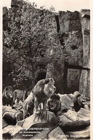 Rhenen Ouwehand's Dierenpark Gedeelte Leeuwen terras dieren 1947 HC2496 Premium