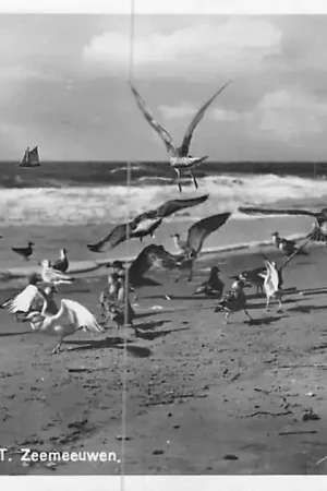Kup teraz Zandvoort Groeten uit Zeemeeuwen HC2313