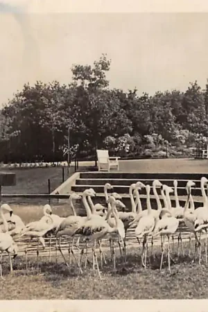 Rhenen Ouwehand's Dierenpark Flamingo's Zoo HC2523 Oryginalny