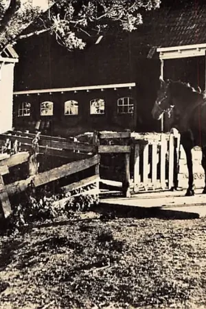 Tylko dziś Friesland Boerenerf met varken en paard Mooie Friesland HC1904