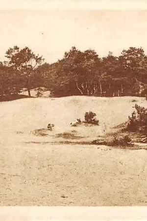 Appelscha 1928 In de duinen Reclame Cafe Duinen Zathe HC1887 Oryginalny