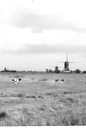 Streefkerk Agfa fotokaart 3 molens HC1636 Niska cena